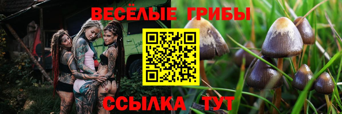 Псилоцибиновые грибы Psilocybe Салехард